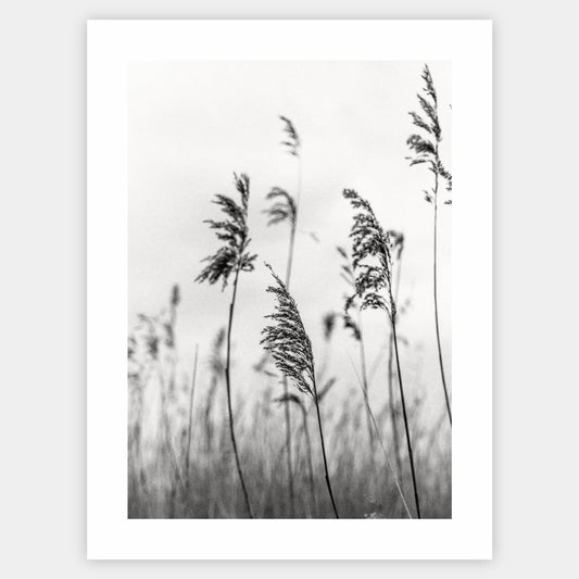 Poster with black and white photo of grass