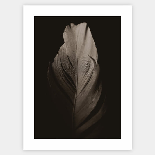 Poster with a photo of a feather on a black background