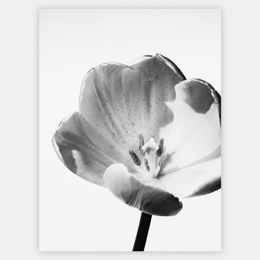 Poster with a photo of a white tulip