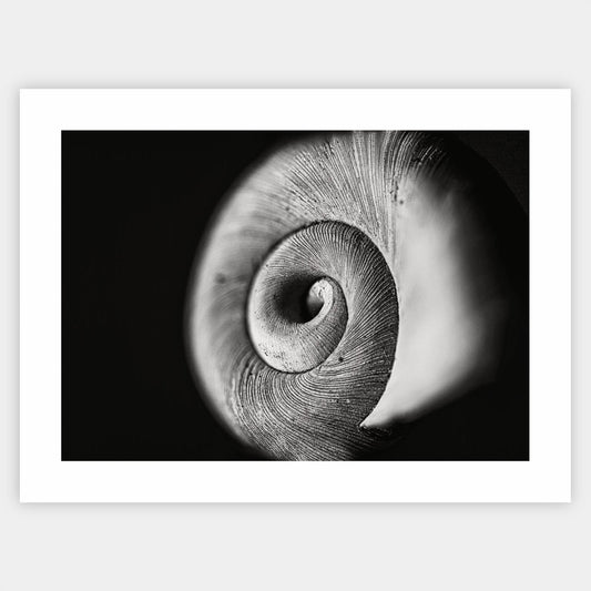 Poster with a photo of a conch