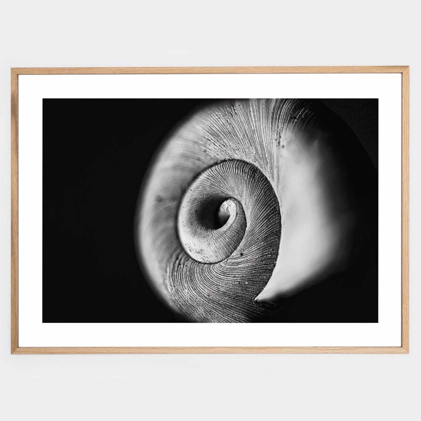 Poster with a photo of a conch