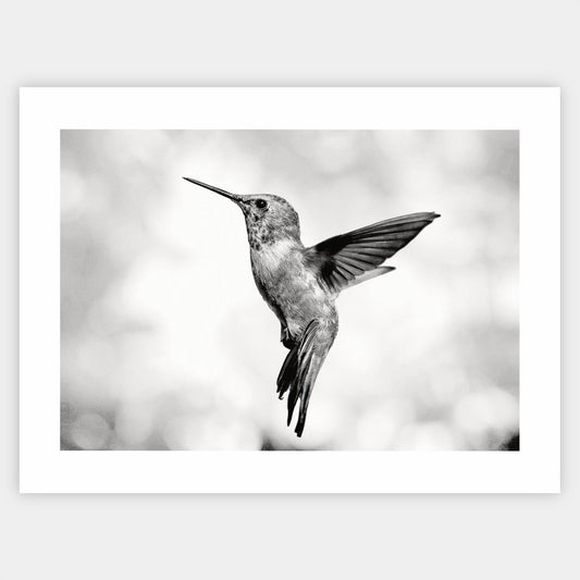 Poster with a photo of a hummingbird in summer