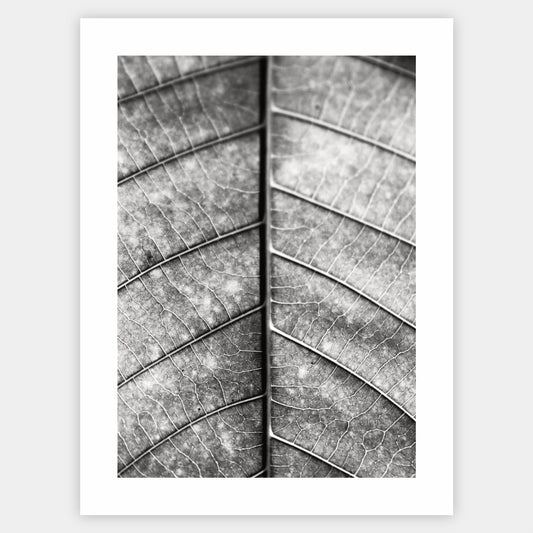 Poster with a black and white photo of a leaf