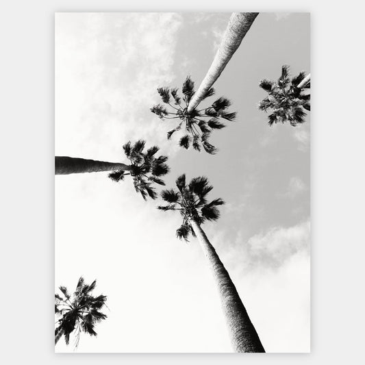 Poster with black and white photo of palm trees