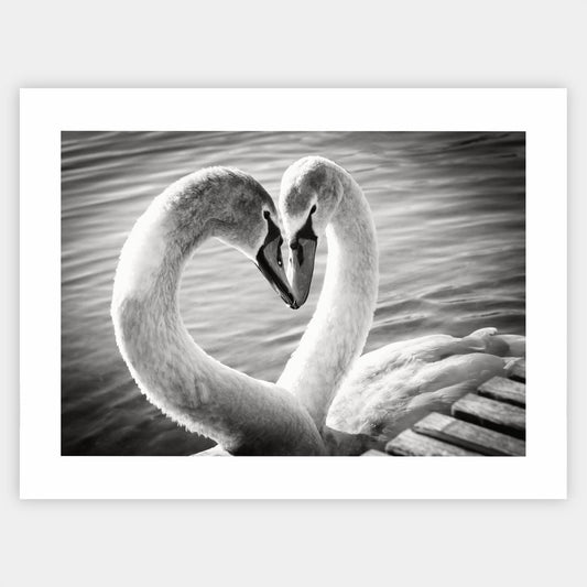 Poster with a black and white photo of two swans