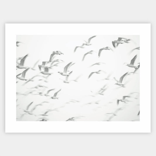 Poster with a photo of flying seagulls