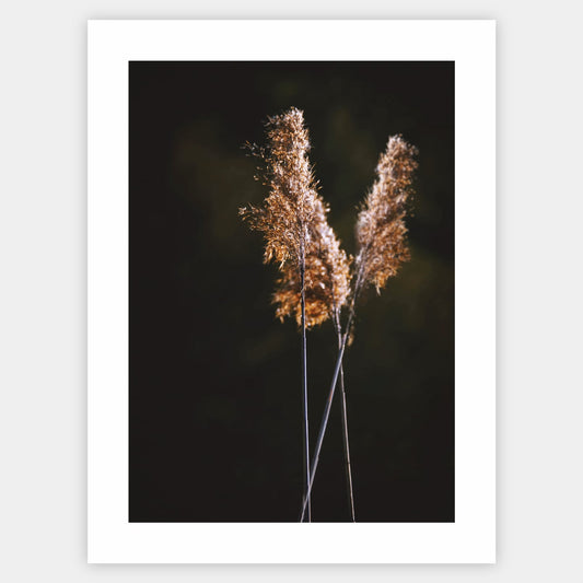 Poster with a photo of grass on a black background