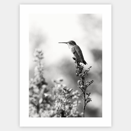 Poster with a photo of a hummingbird