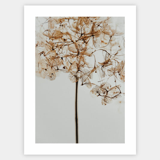 Poster with a photo of a dried flower