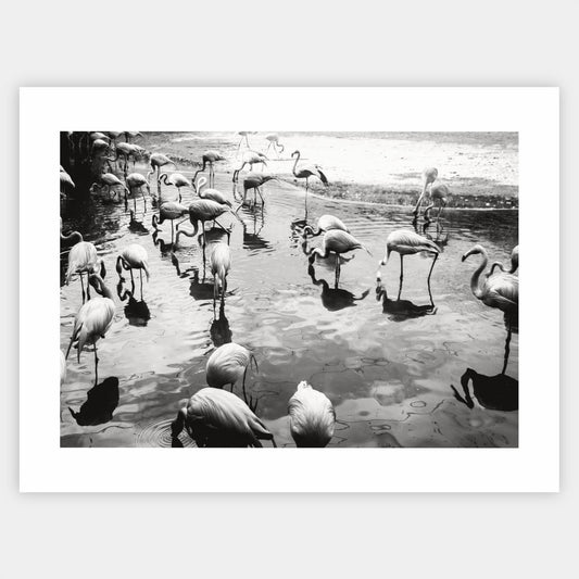 Flamingo photo poster
