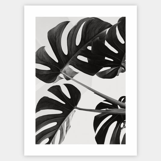 Poster with a photo of monstera leaves