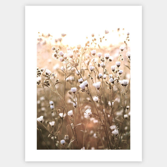 Boho poster with a photo of meadow flowers