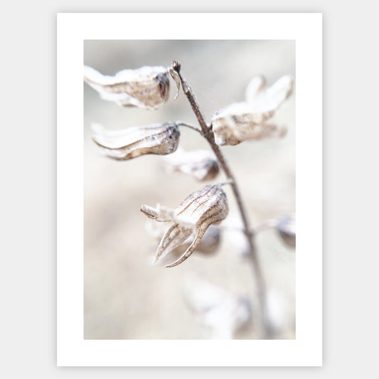Boho poster with a photo of a dried flower