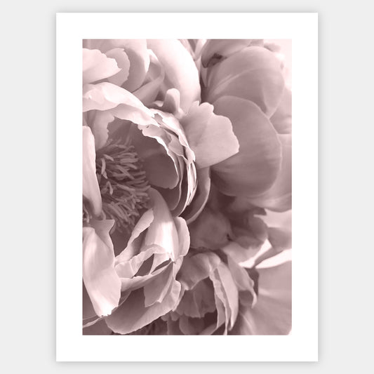 Boho poster with a photo of a peony flower