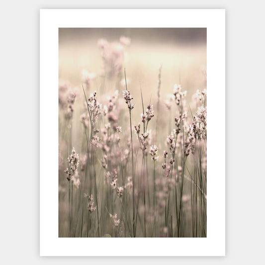 Boho poster with a photo of flowering grass
