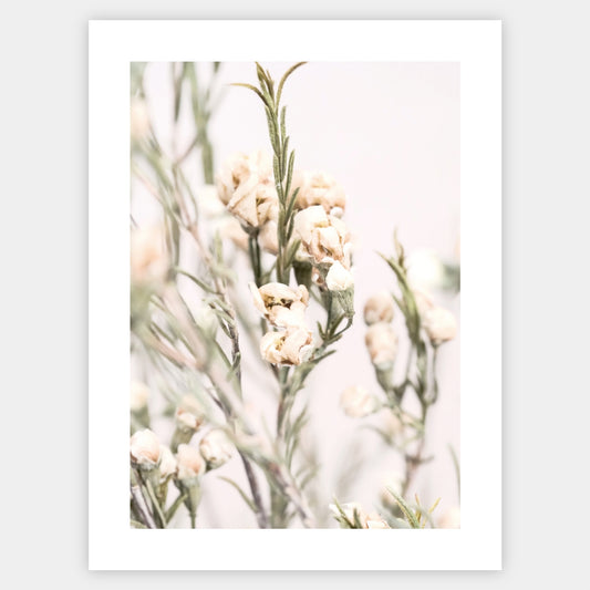 Boho poster with a photo of a meadow