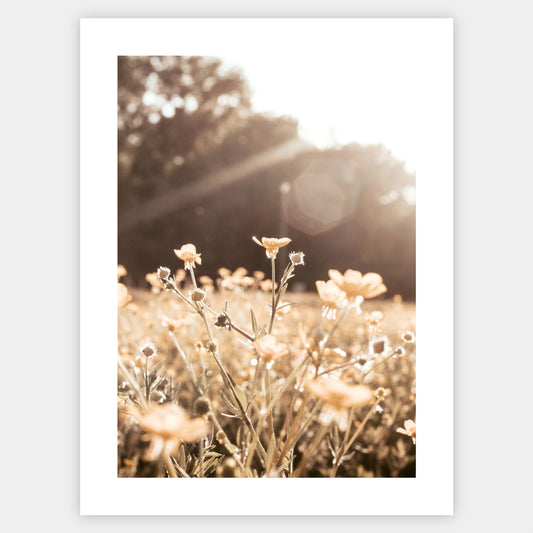 Boho poster with a photo of meadow flowers at sunset