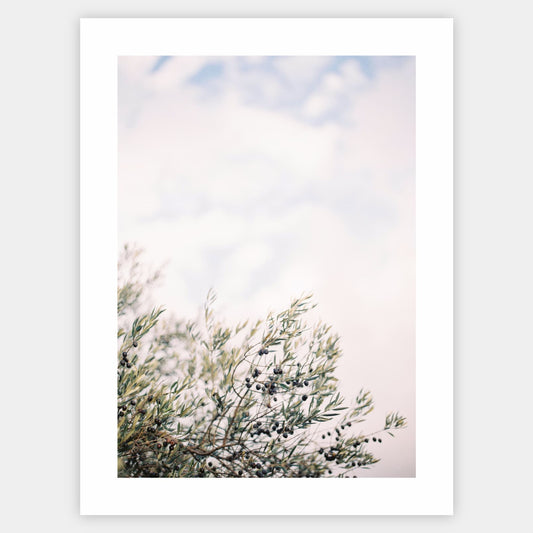Olive Dreams I poster