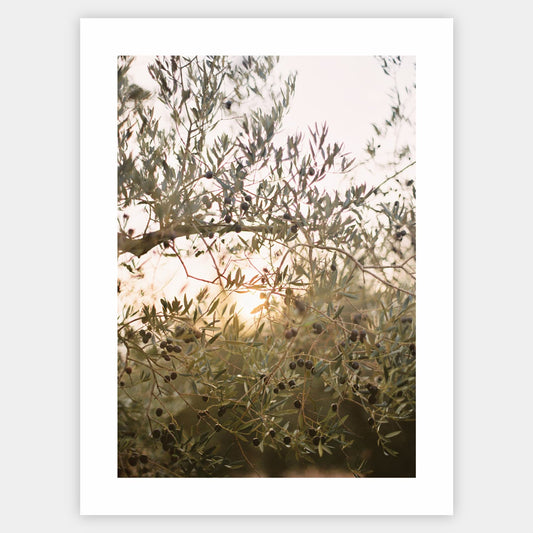 Olive Dreams II poster