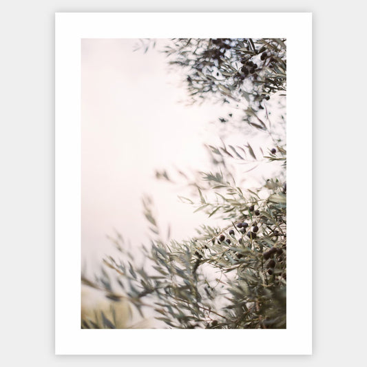 Olive Dreams III poster