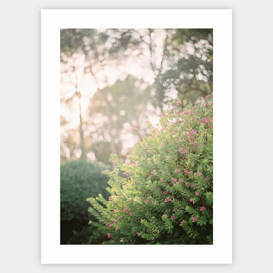 Blooming Dreams Poster