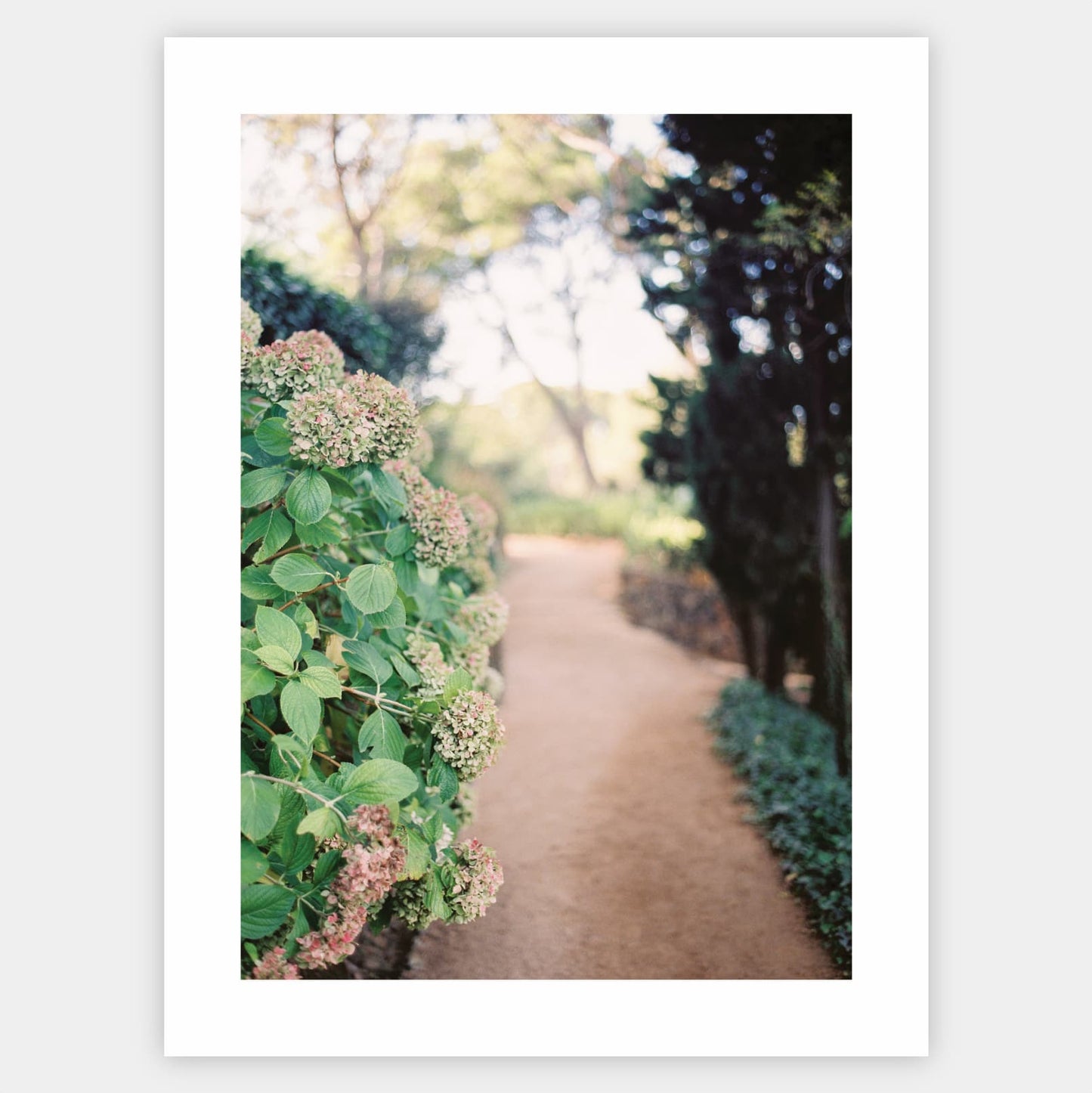Poster Along the Path of Hydrangeas