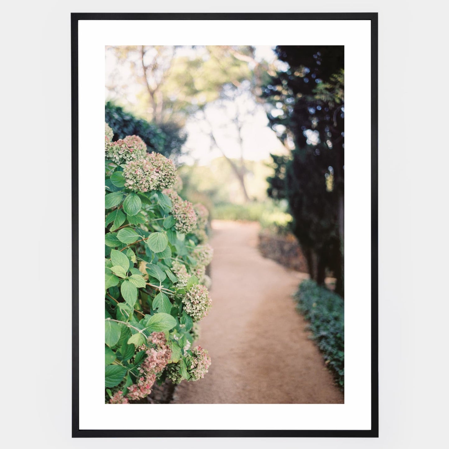 Poster Along the Path of Hydrangeas