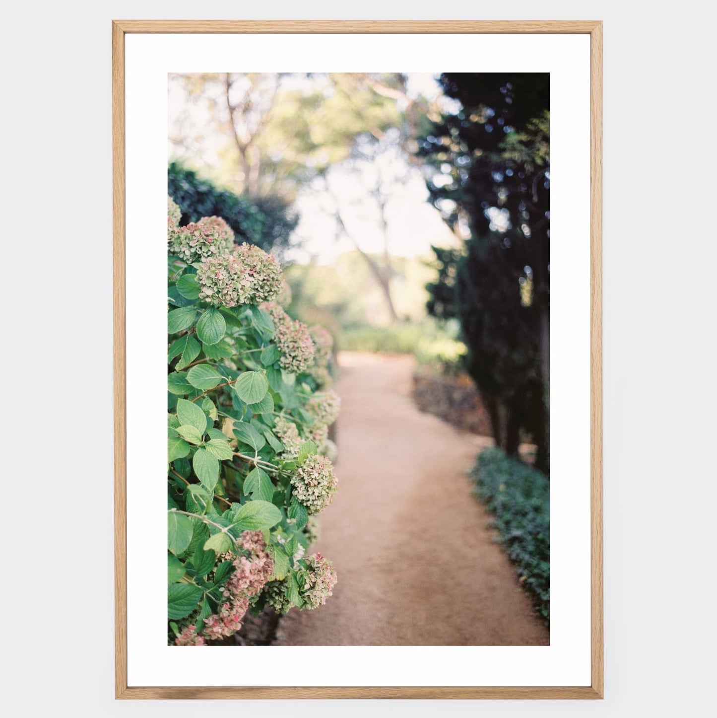 Poster Along the Path of Hydrangeas