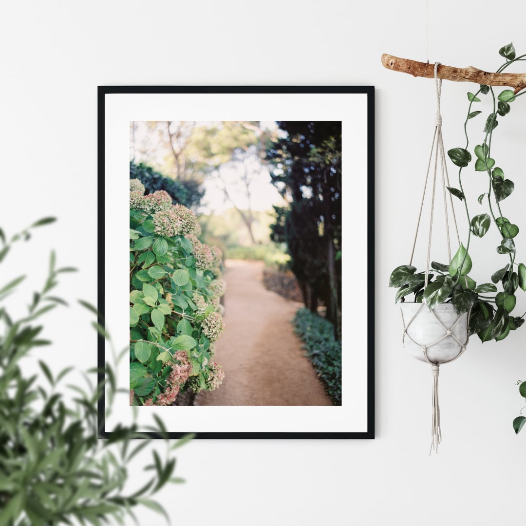 Poster Along the Path of Hydrangeas