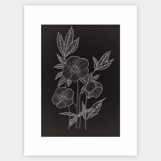 Hellebore poster - painting